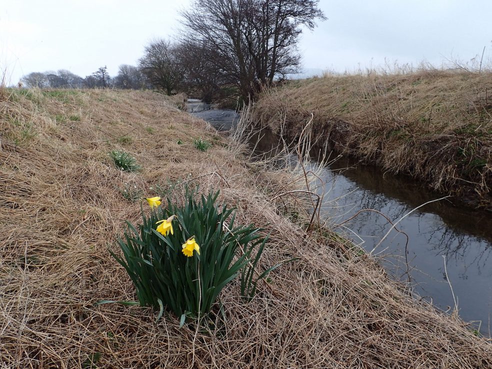 Daffs by the River Leven