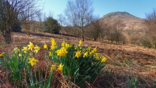 Lenten Lilies
