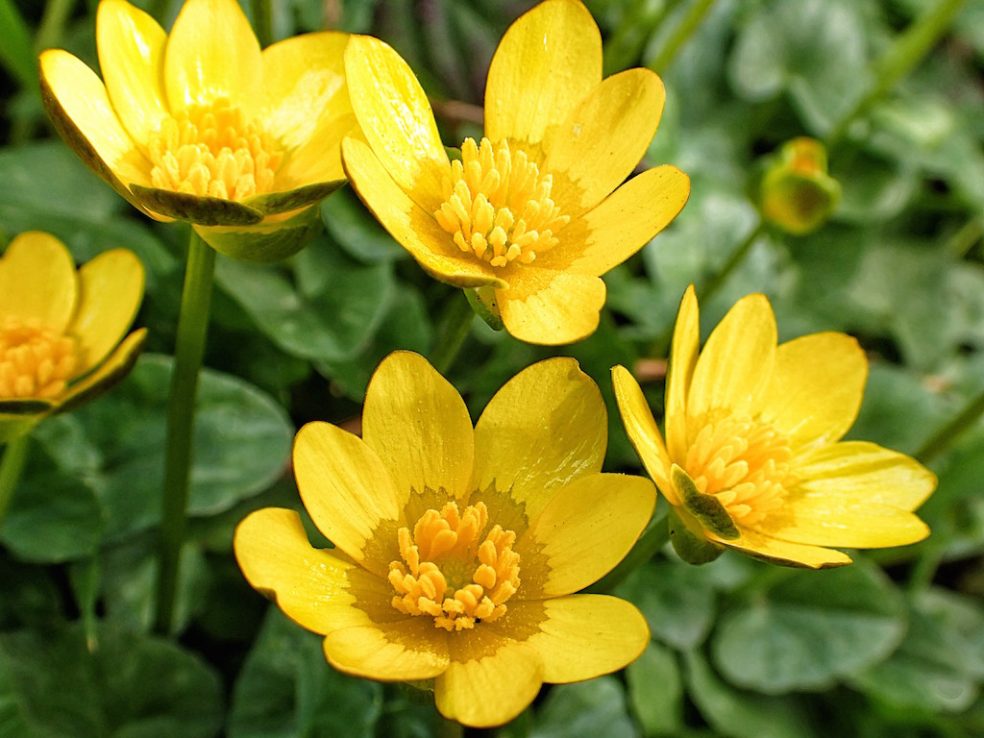Celandine