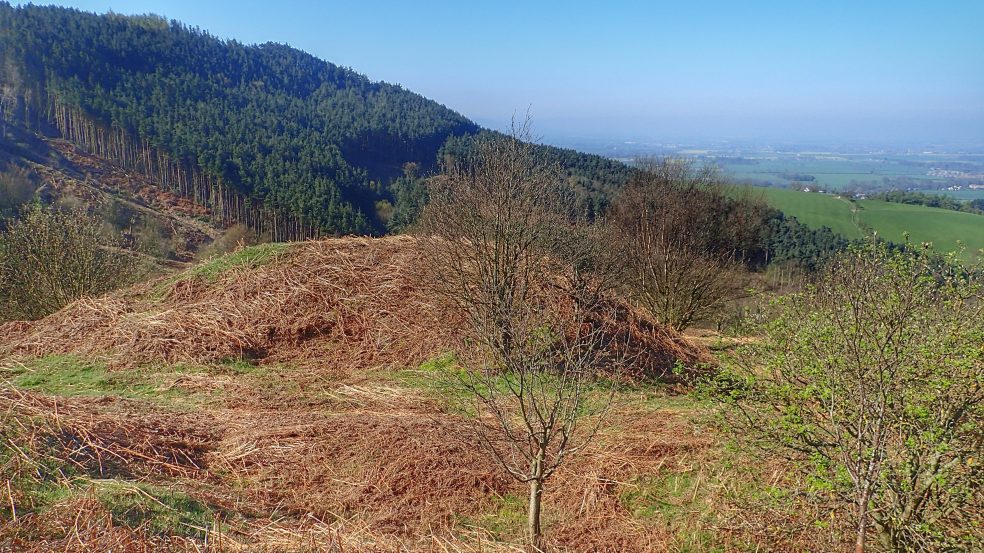 Alum Clamp, Ayton Bank