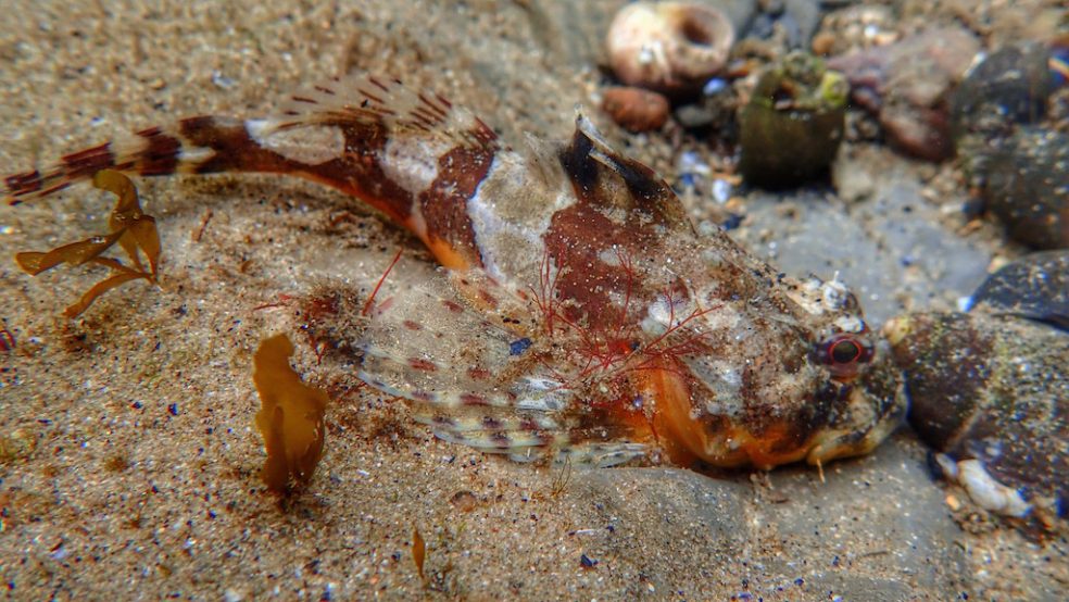 Long-Spined Sea Scorpion