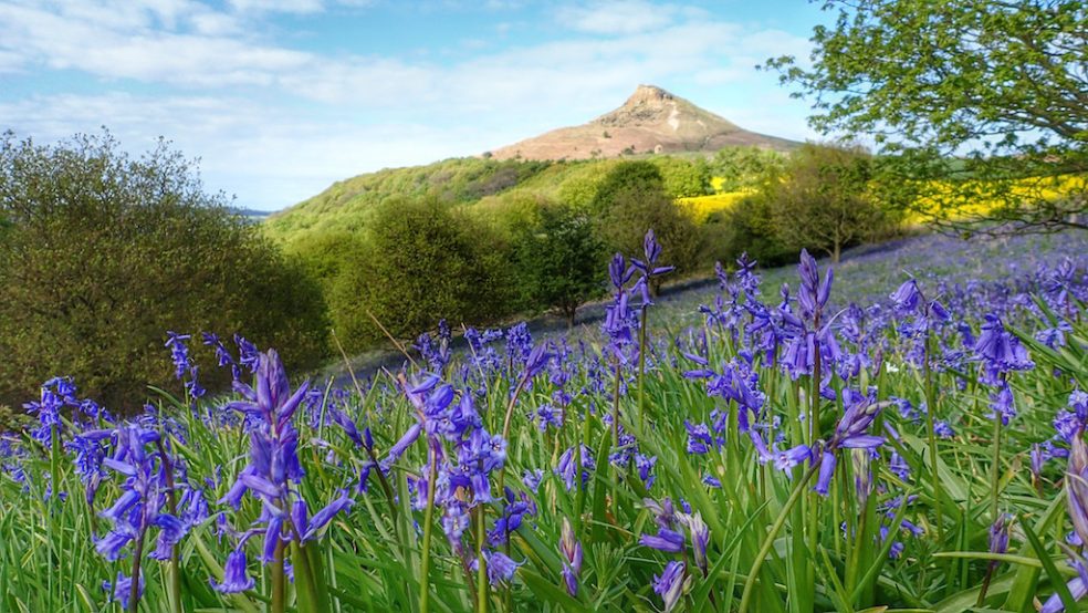 Bluebells, Newton Wood