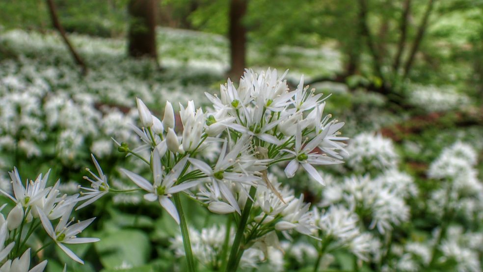 Ramsons