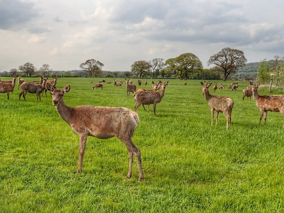 Deer farming, near Little Ayton