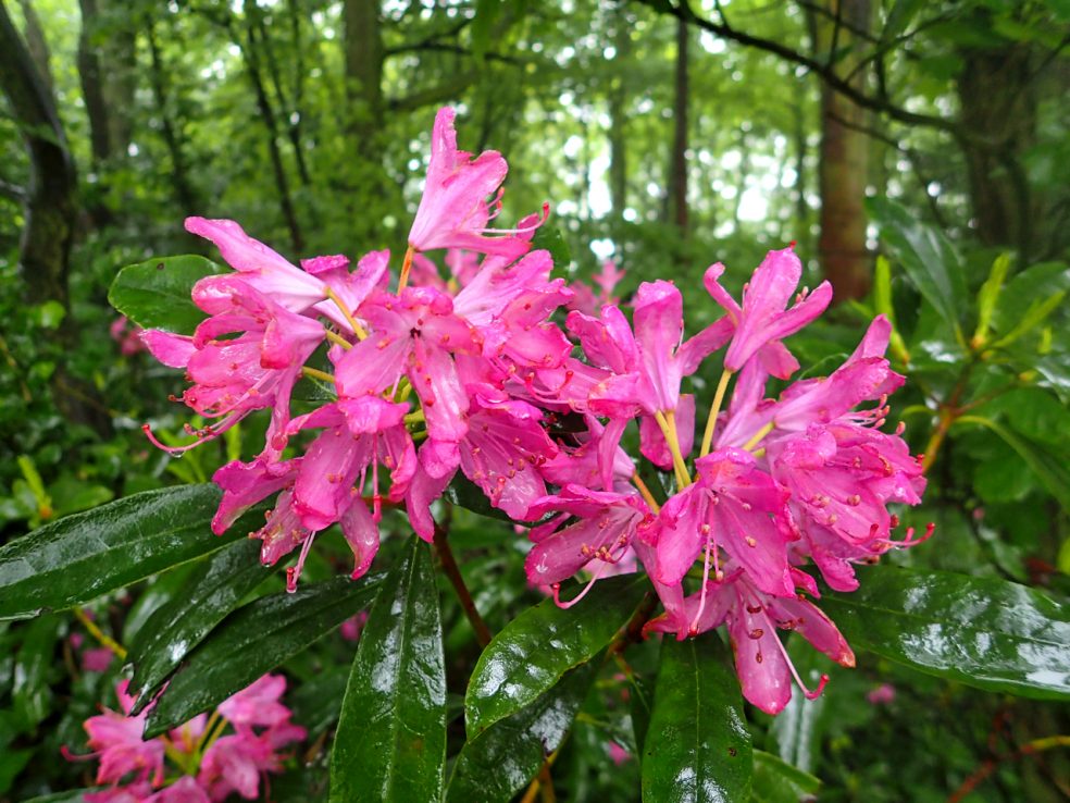Rhododendron ponticum
