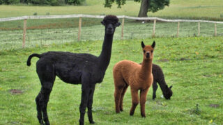 Cute and cuddly alpacas