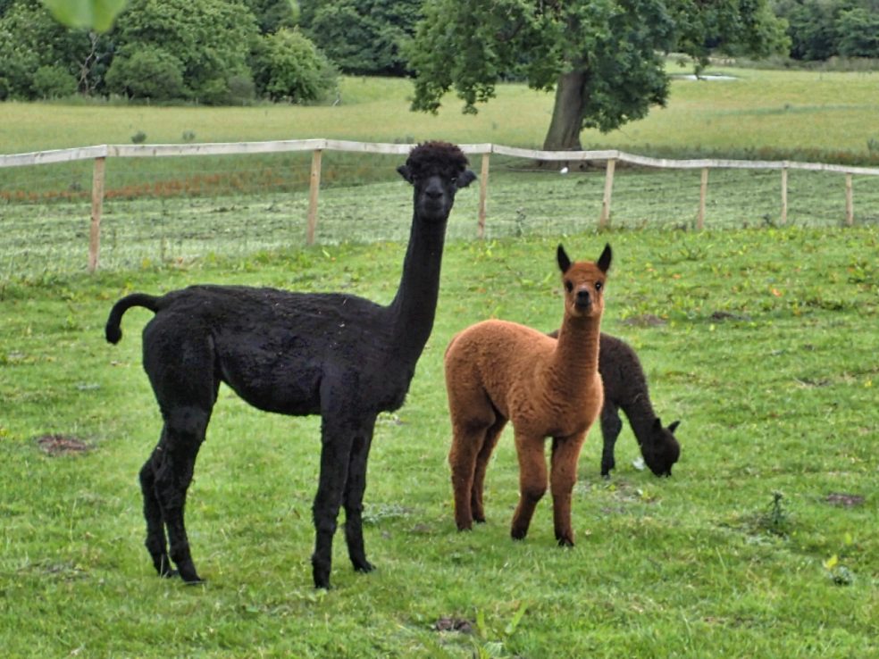 Cute and cuddly alpacas