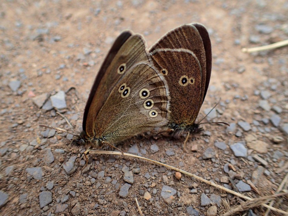 Ringlet Butterflies