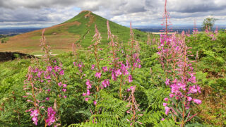 Roseberry and fireweed