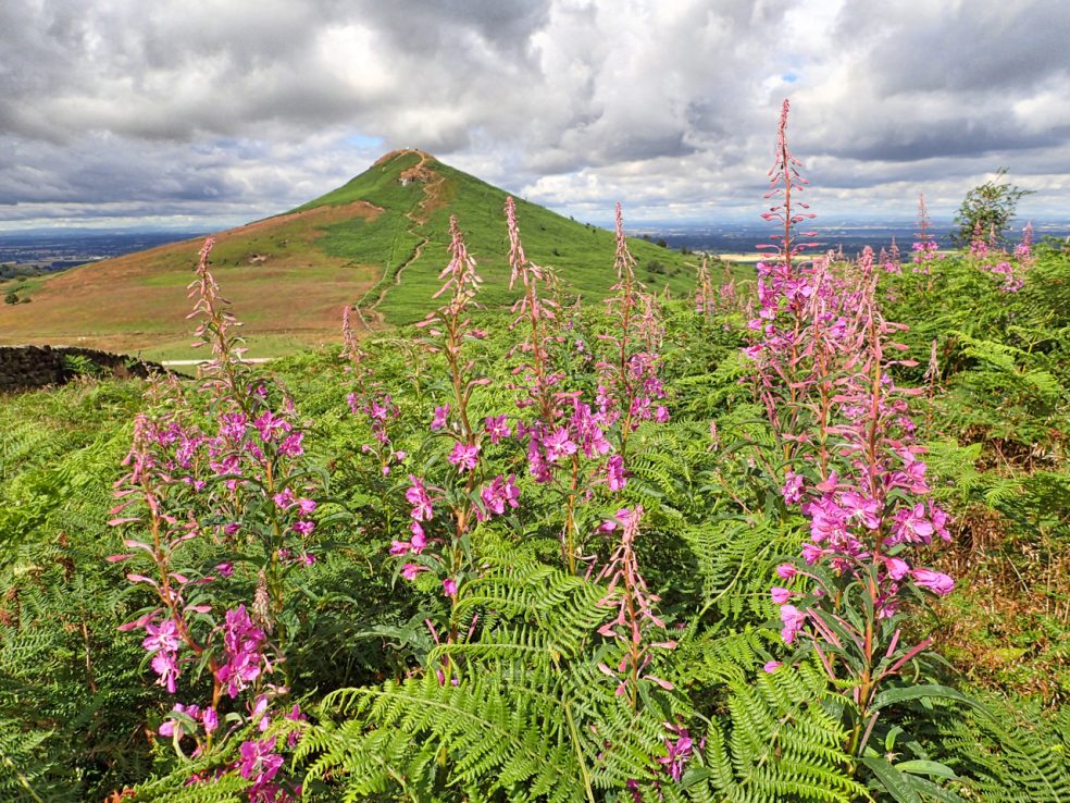 Roseberry and fireweed