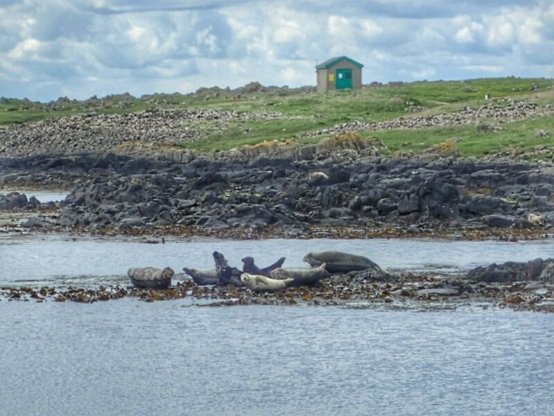 Seals, Rathlin Island
