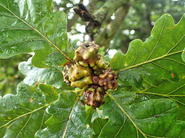 The complicated sex life of the Knopper gall wasp