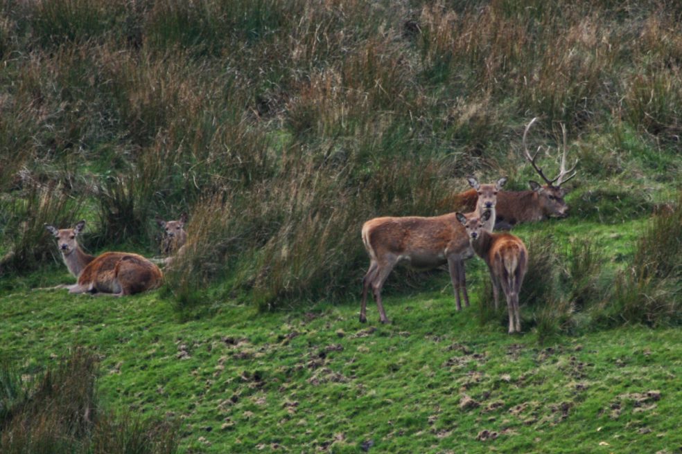 Martindale Red deer