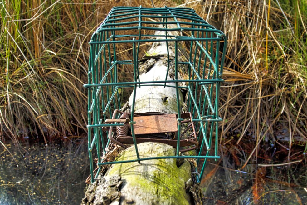 Spring trap across Sleddale Beck
