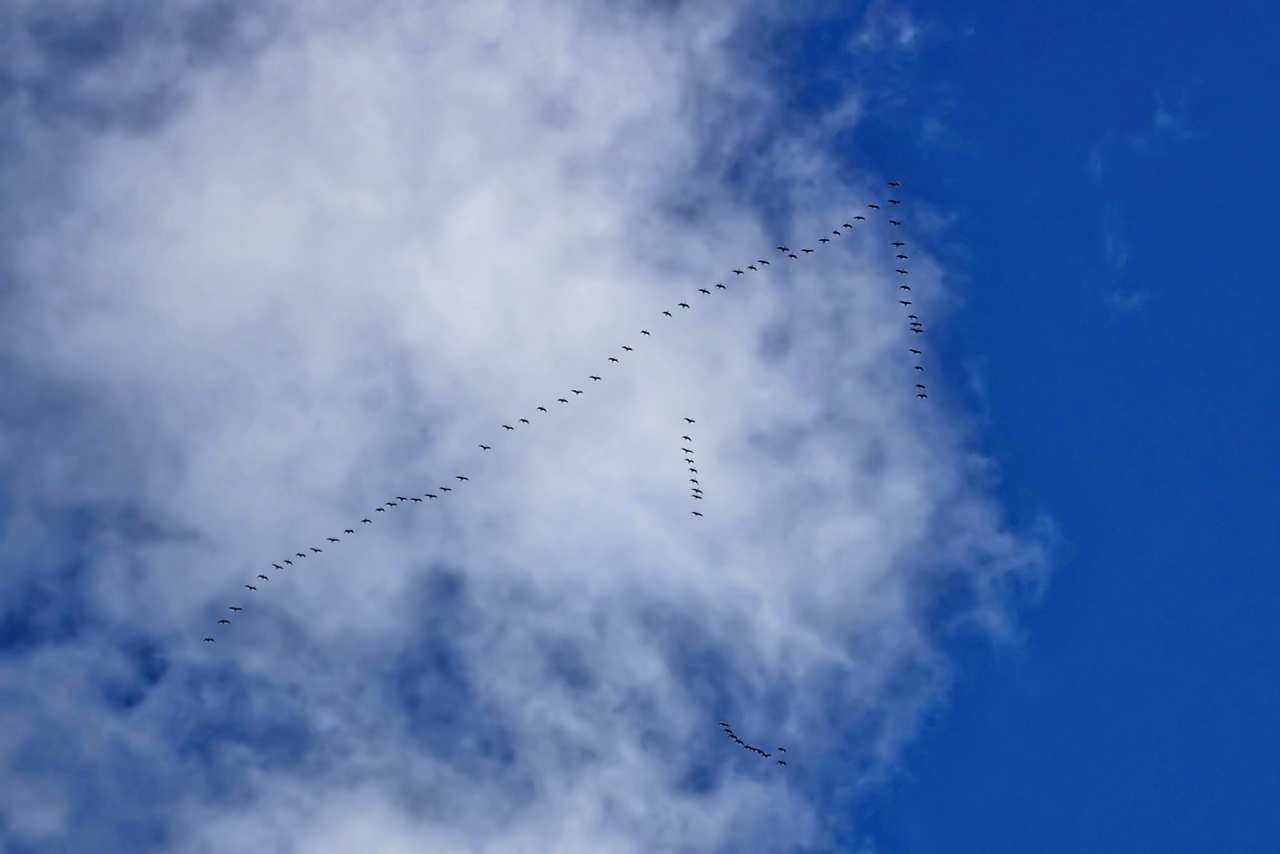 Skein of geese