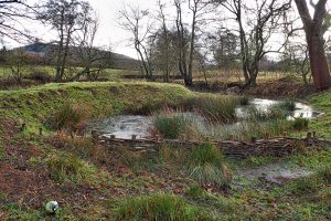 A tranquil oxbow pond sits in a grassy field alongside the River Leven, surrounded by bare winter trees. In the foreground, a "leaky dam" made of woven wooden branches (spiles and willow) spans a narrow section of the water to slow flow and provide natural flood management. Clumps of tall brown reeds grow within the shallow, still water, and the ground is damp with patches of green moss and fallen leaves.