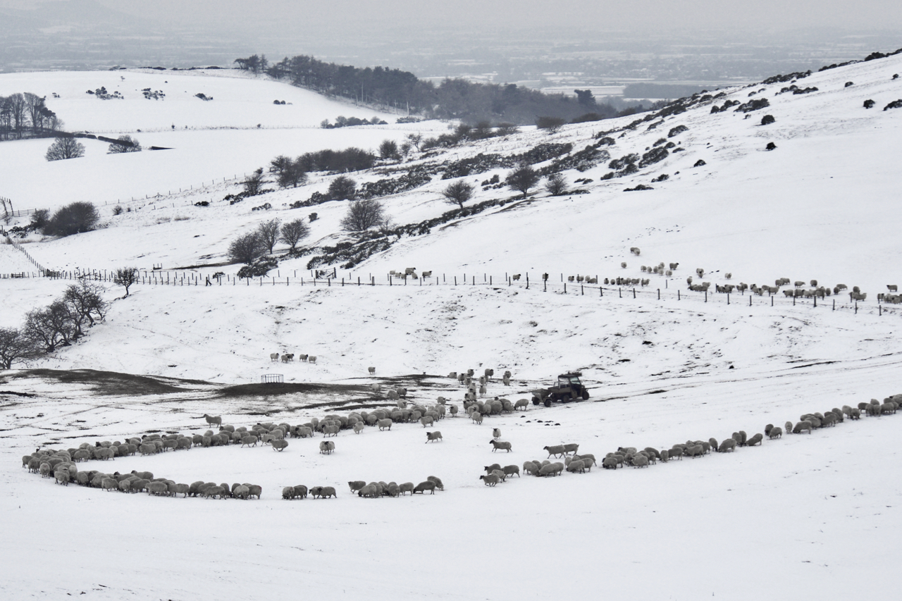 Feeding time at Airy Holme