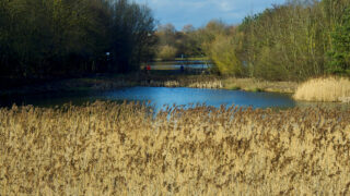 Blossom Pond, Hetton Lyons Country Park