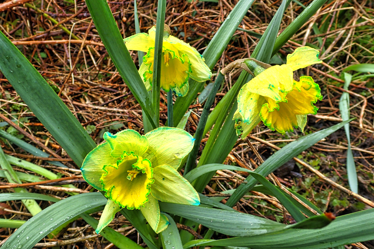 Narcissus fluorescein