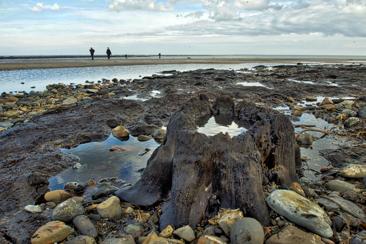 Petrified forest, Redcar Sands