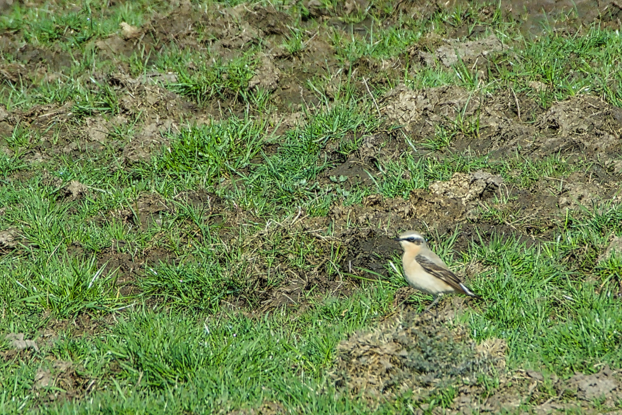 Wheatear