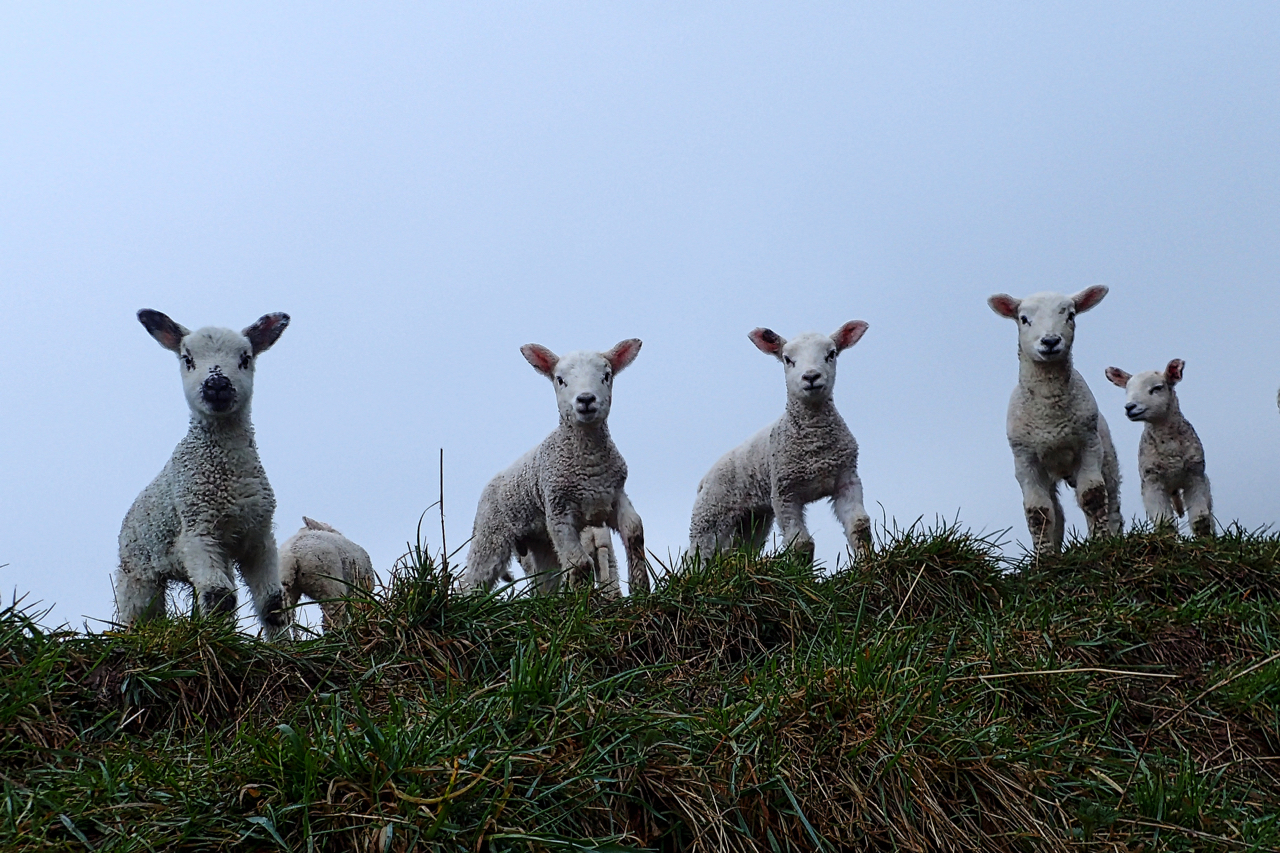 Spring lambs