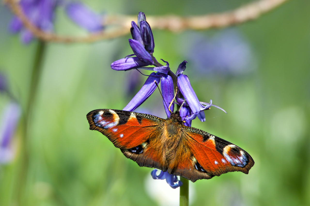 Peacock on a Bluebell