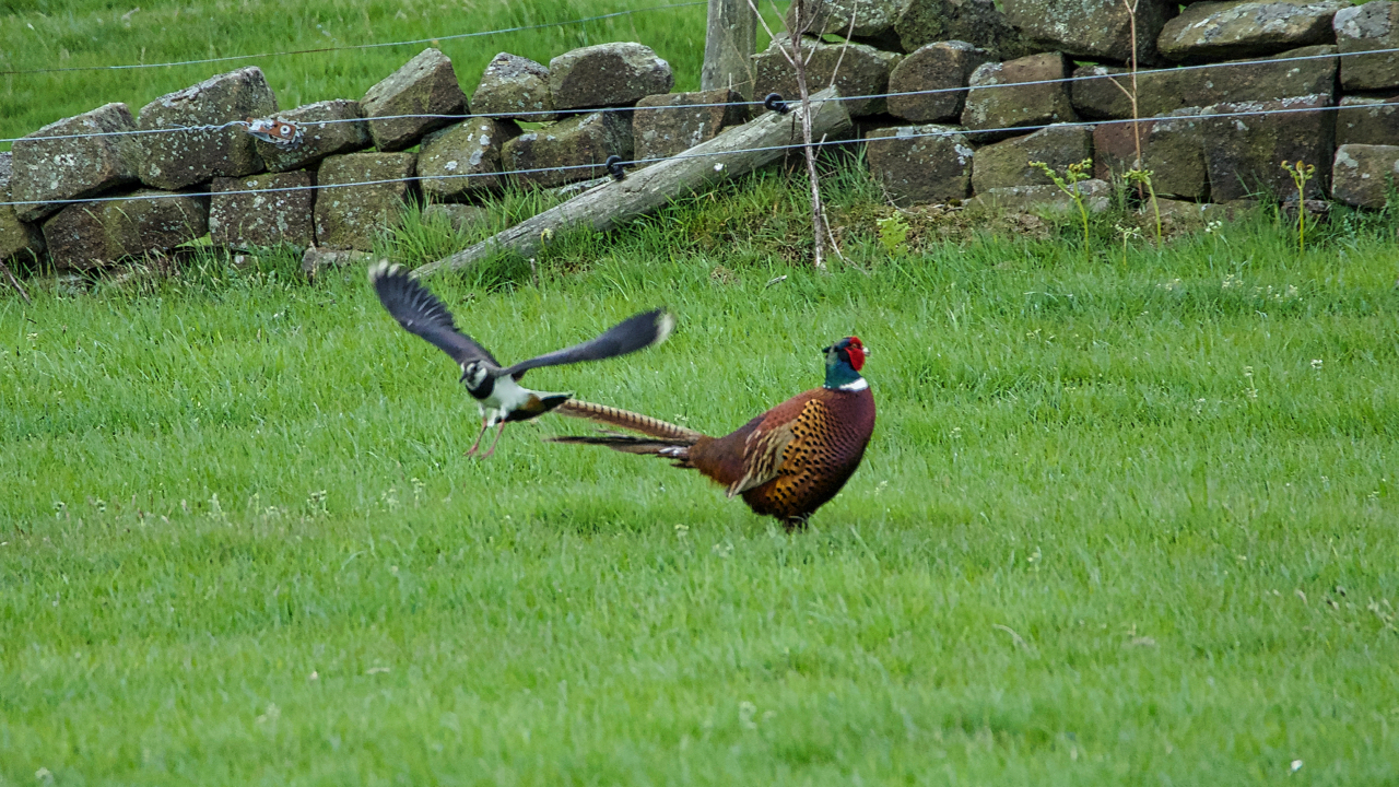The Pheasant vs The Lapwing