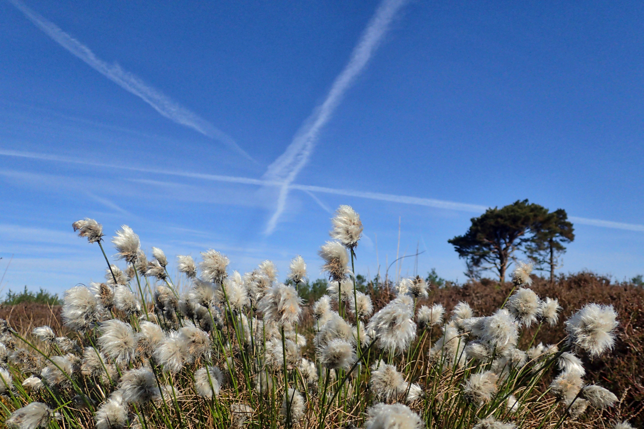 First of the year’s cottongrass