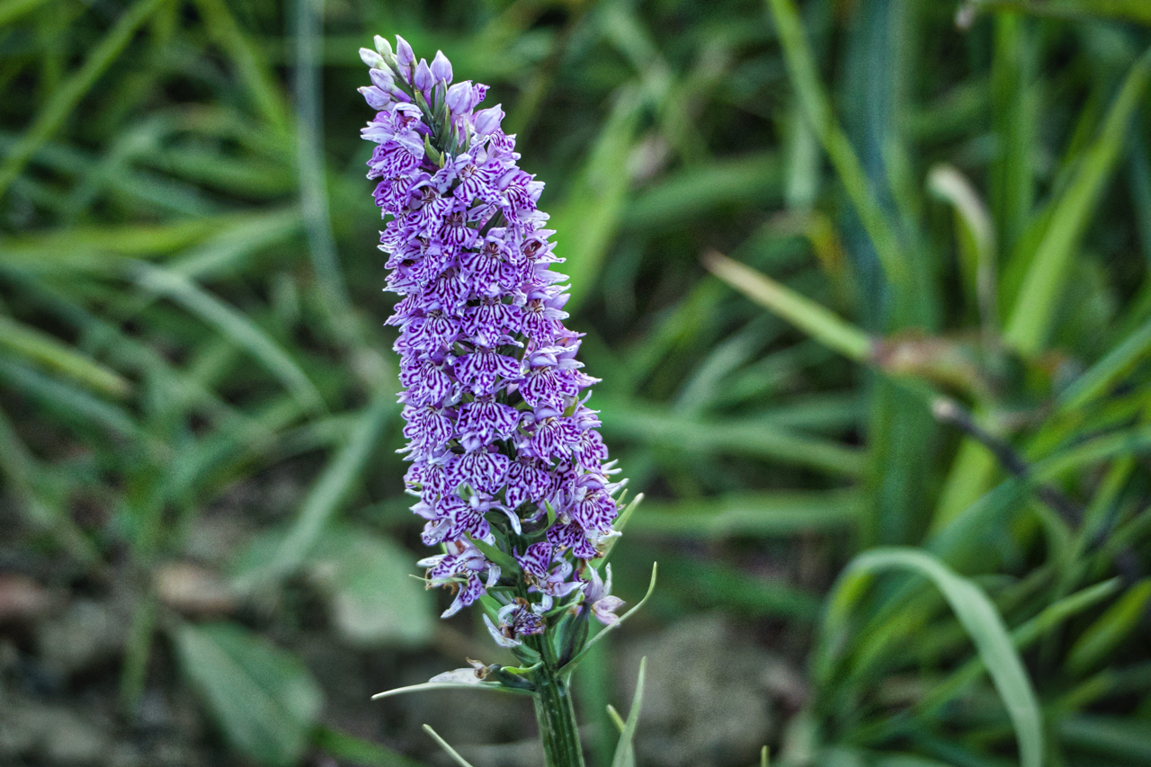 Common spotted orchid