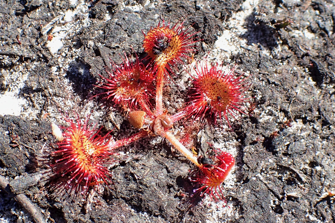 Sundew