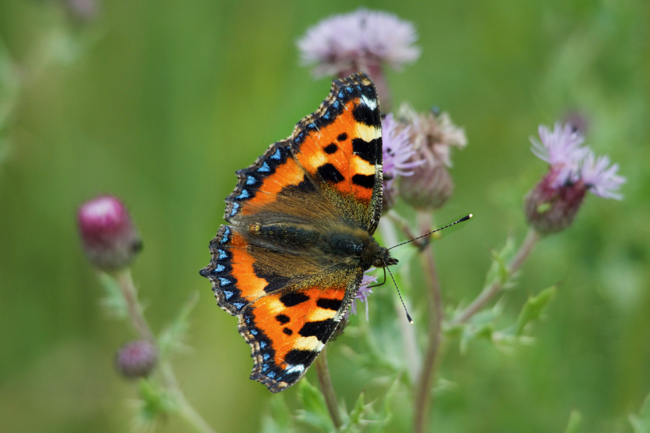 Small Tortoiseshell on a thistle