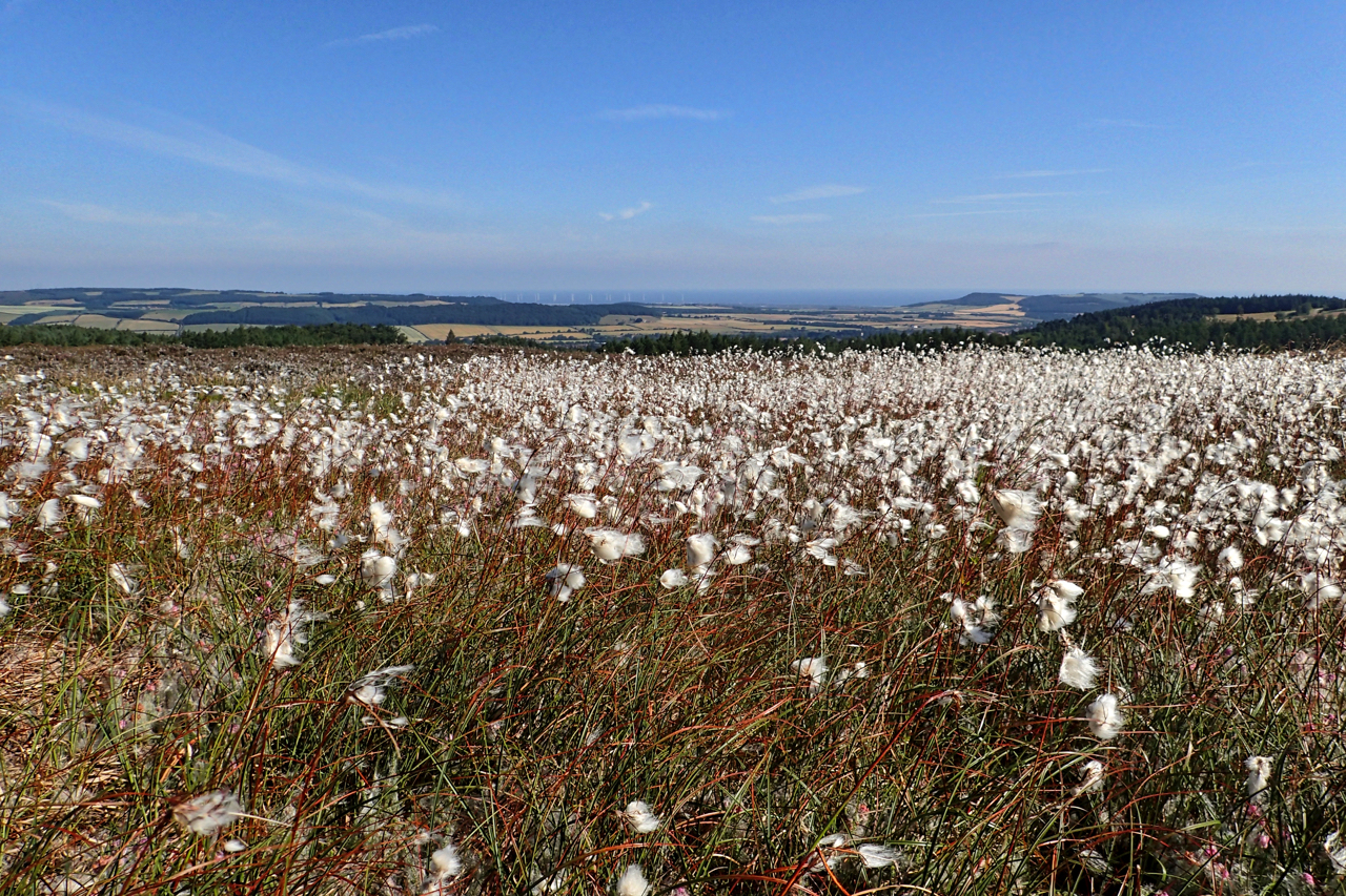 Cottongrass, Hutton Moor