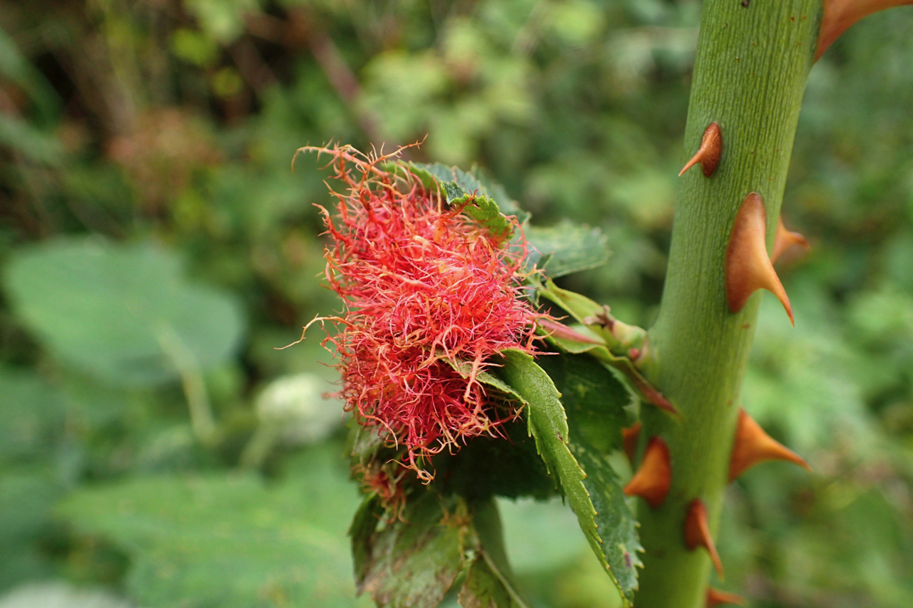 Robin’s pincushion