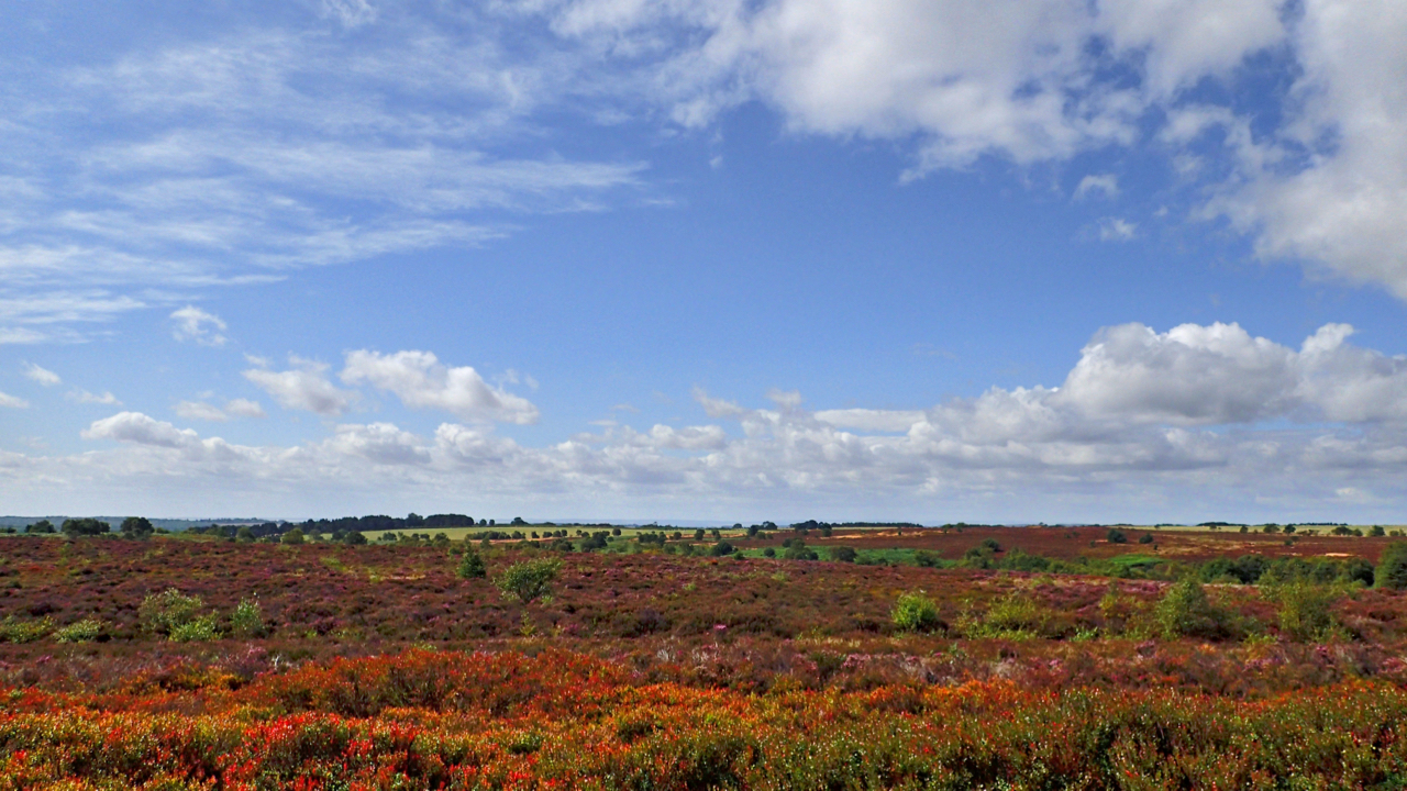 Bridestones Moor