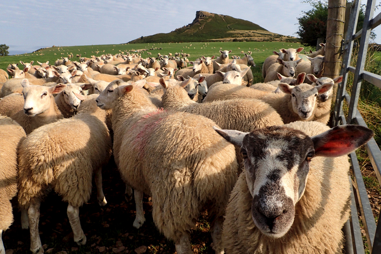 V-ewes of Roseberry