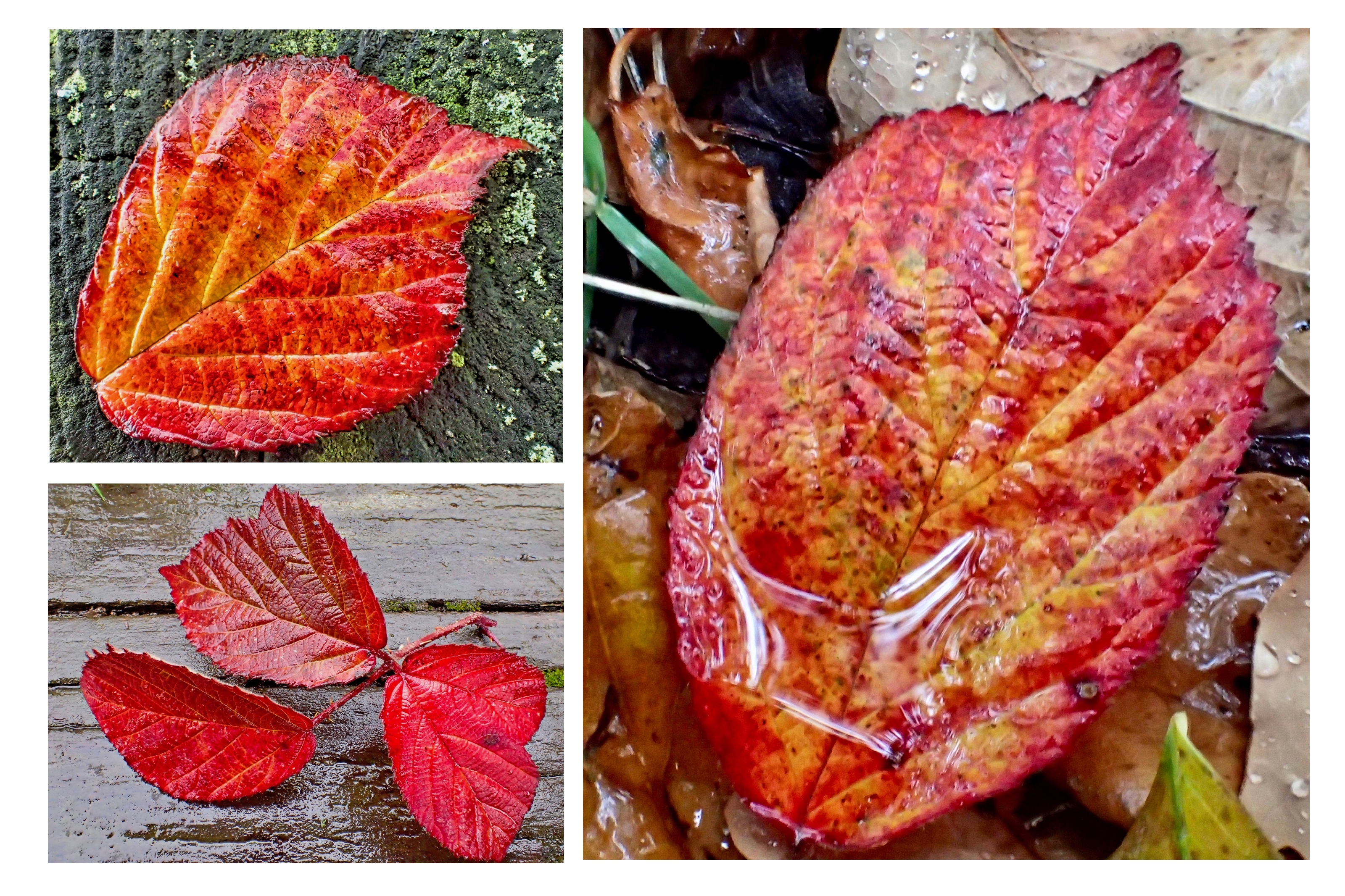 Bramble leaves