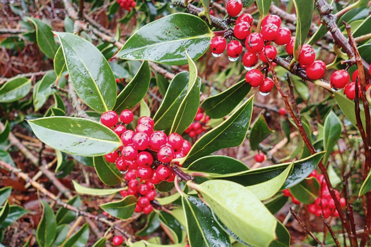 Deck the hall with boughs of holly ….