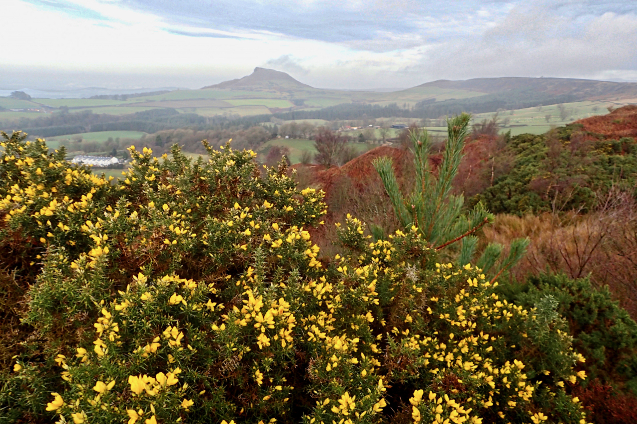 When the gorse is out of bloom, kissing’s out of fashion