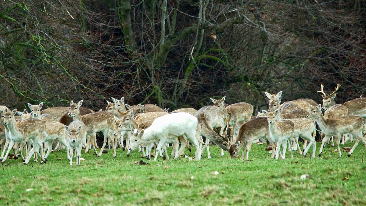 Fallow deer, Studley Royal Park