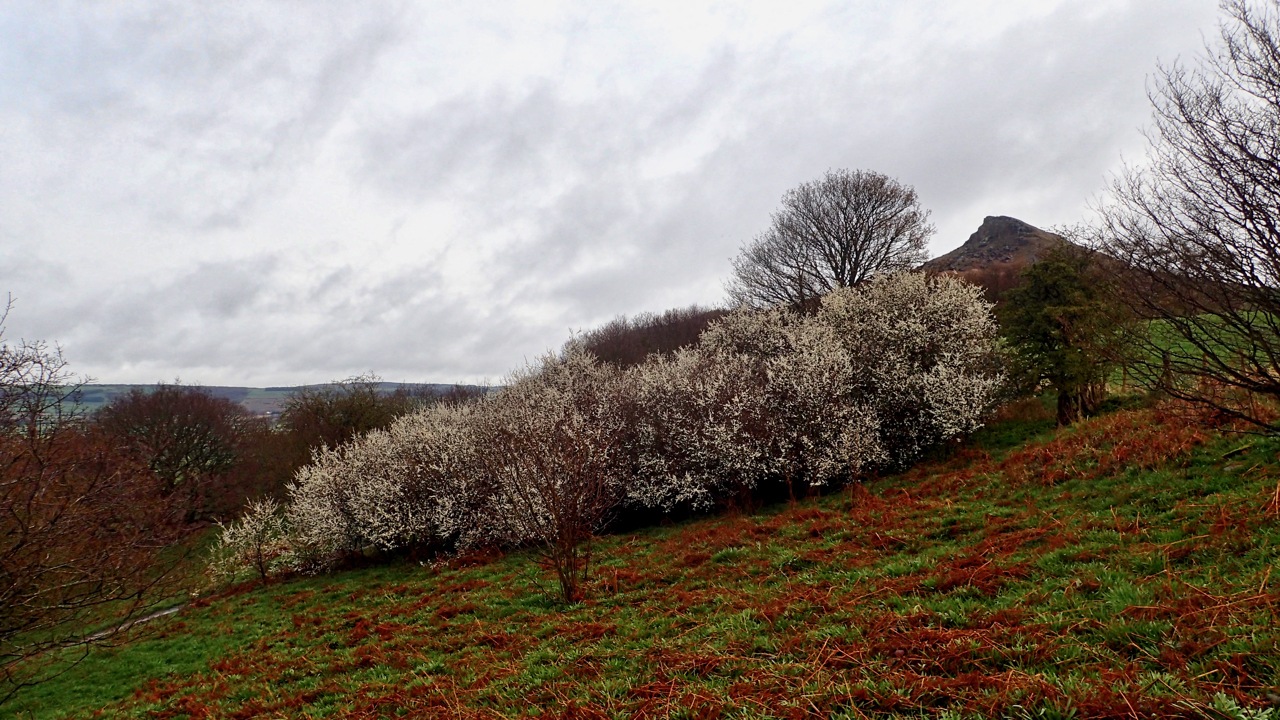 Blackthorn thicket, Newton Wood
