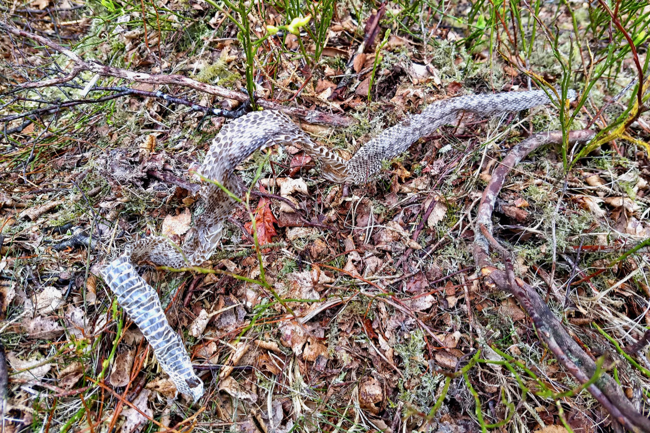 Shed skin of an adder
