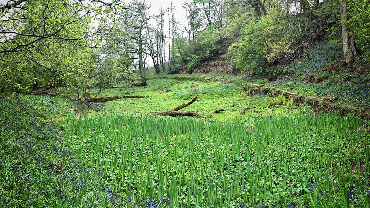 Valley Garden, Bransdale