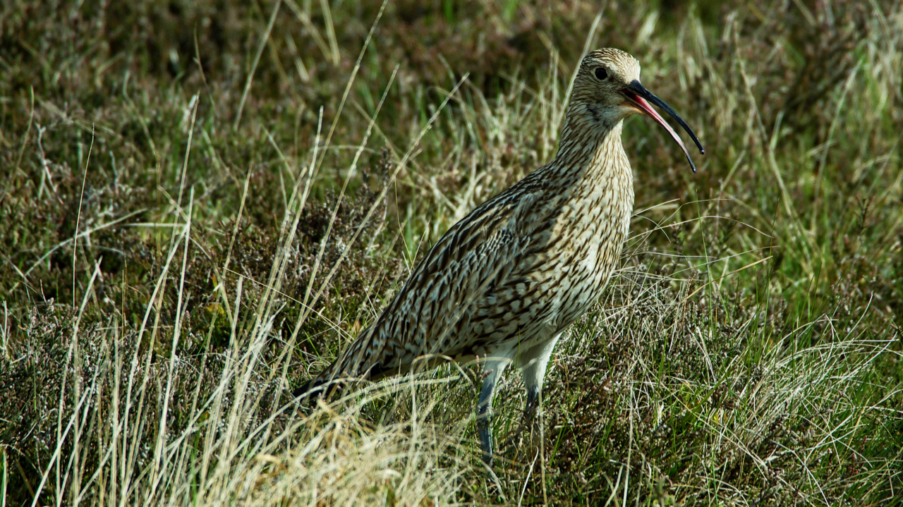 The Curlew