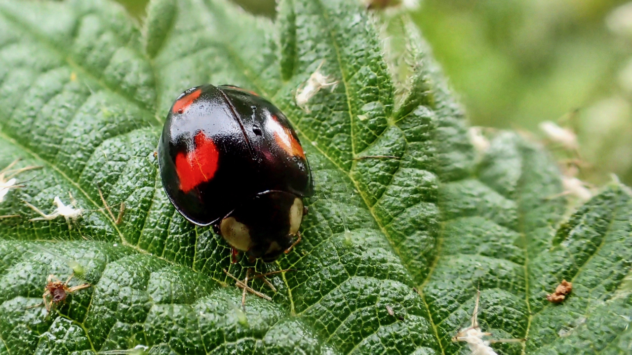 Harlequin Ladybird