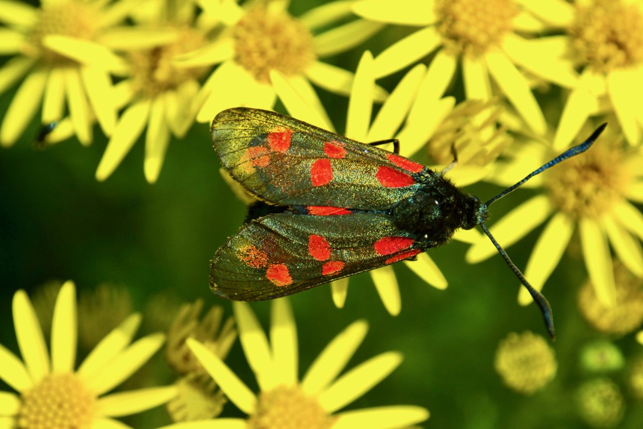 Five-spot Burnet moth