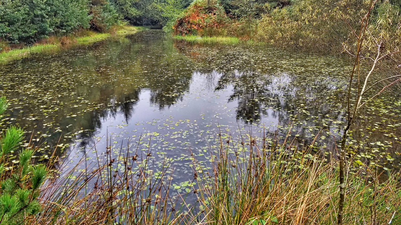 Pond, Sneaton Forest