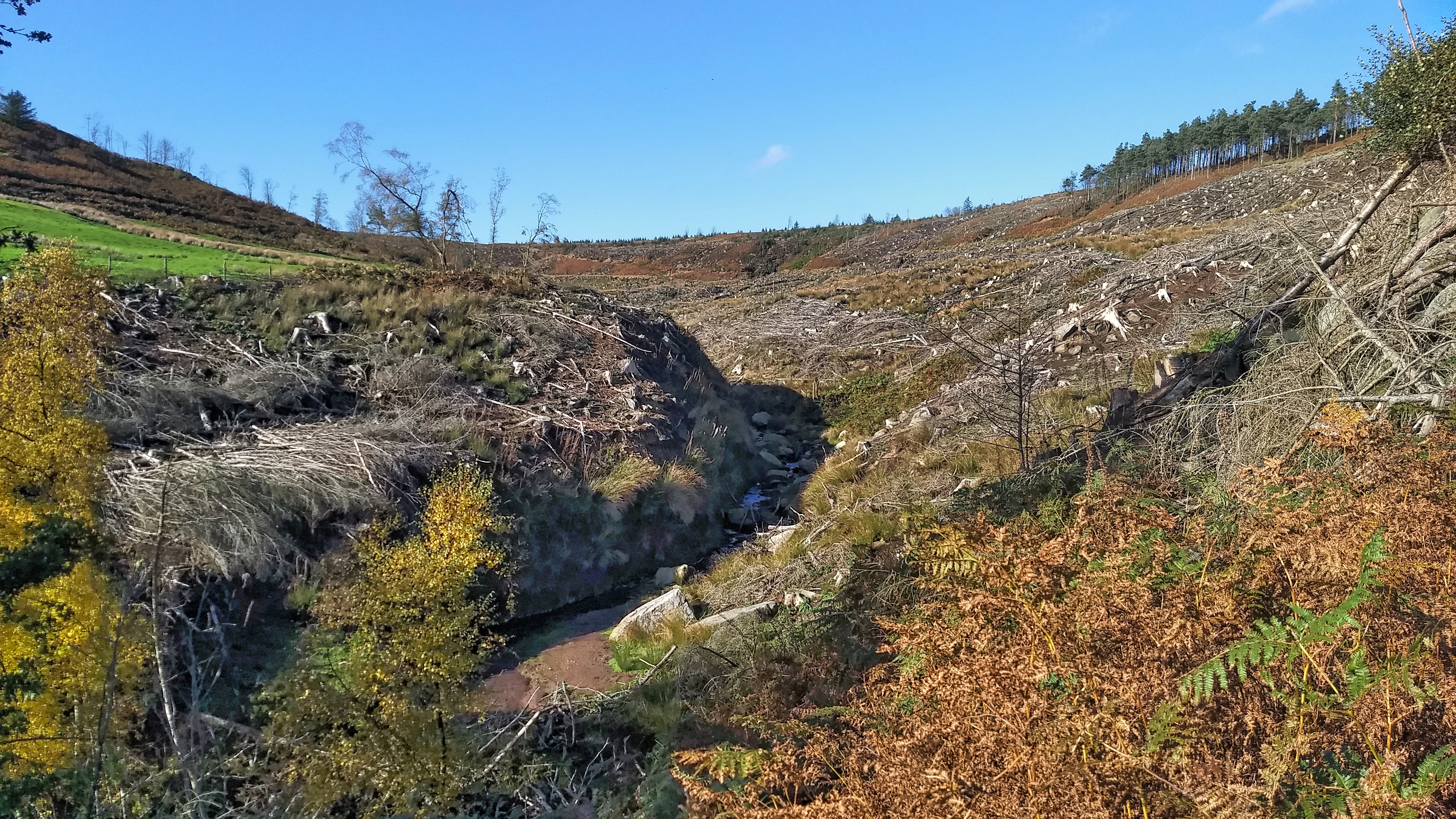 Badger Gill