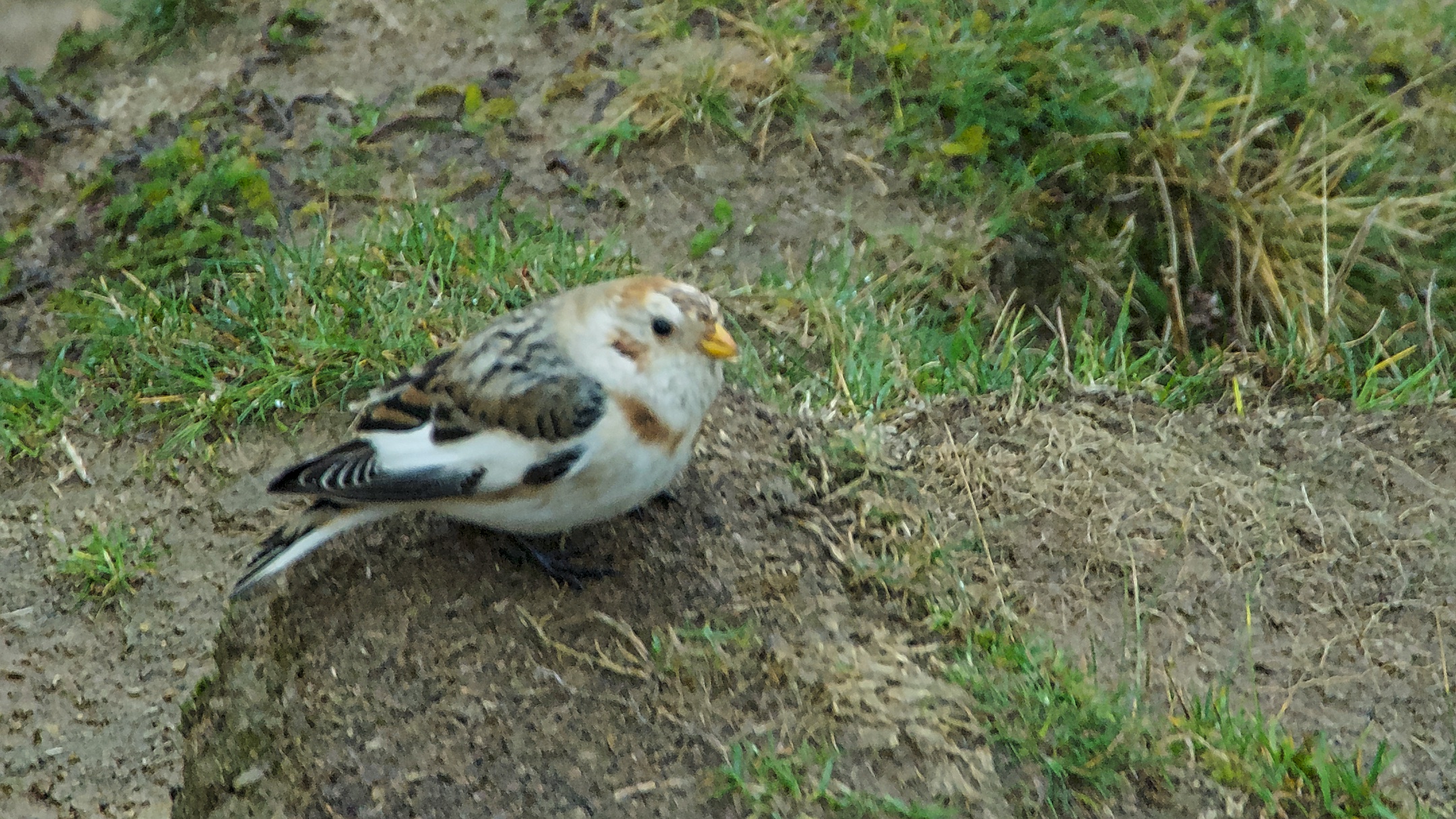 A Snow Bunting arrives on Mischief Night
