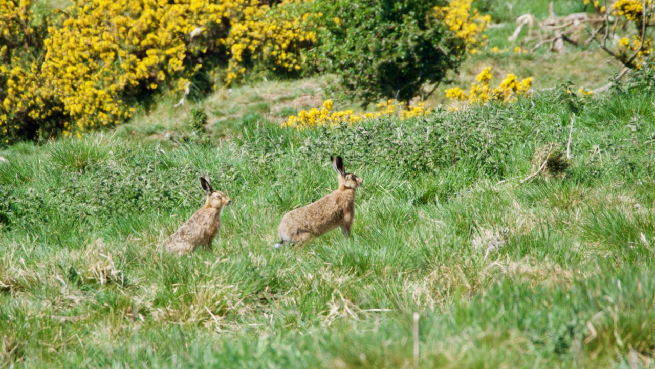 A pair of hares
